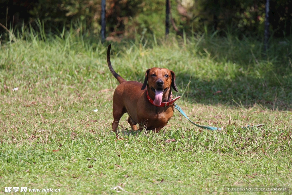 腊肠犬