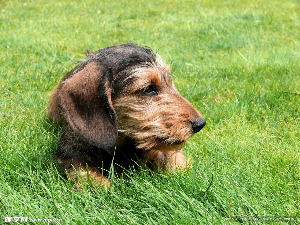腊肠犬