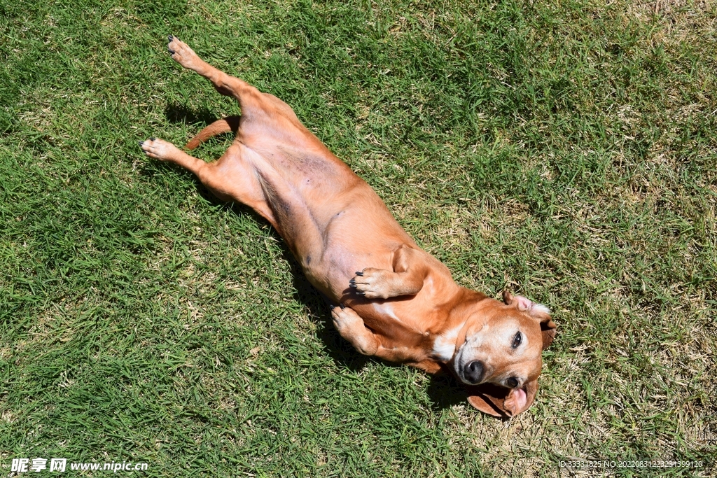 腊肠犬
