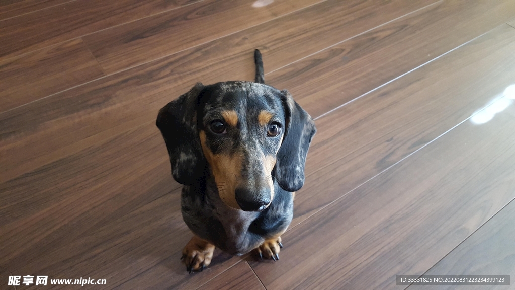腊肠犬