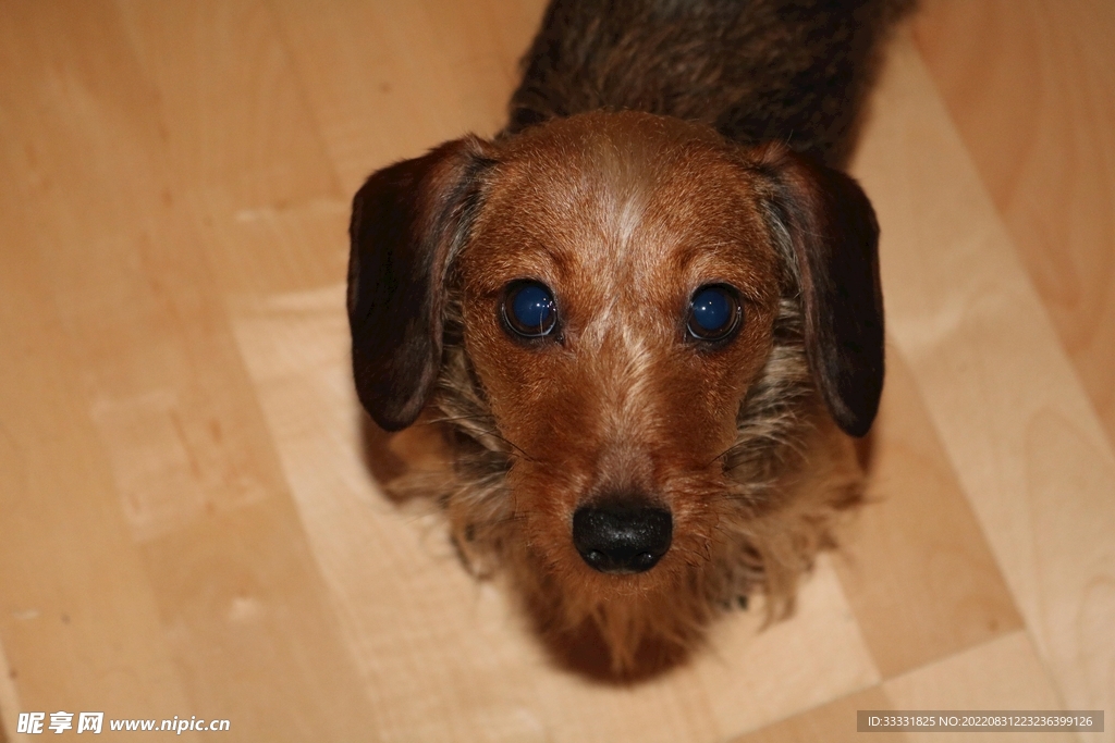 腊肠犬