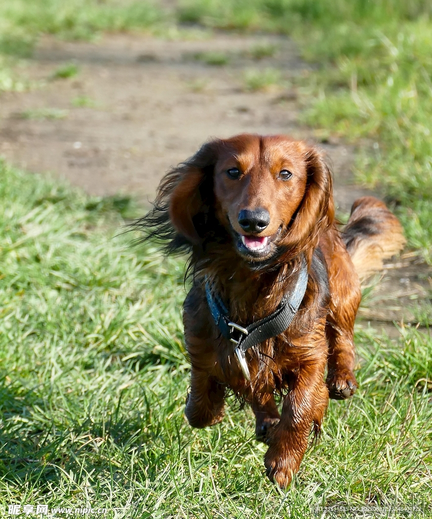 腊肠犬