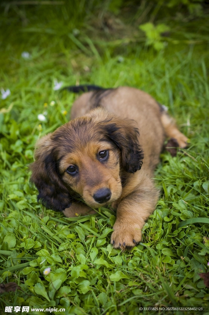 腊肠犬