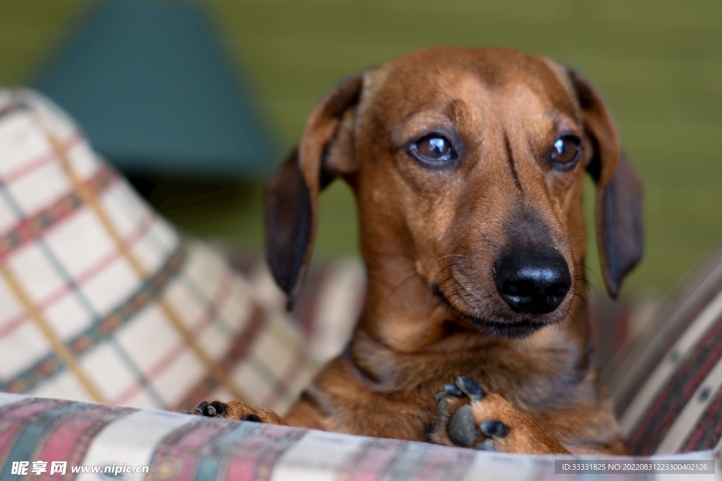 腊肠犬