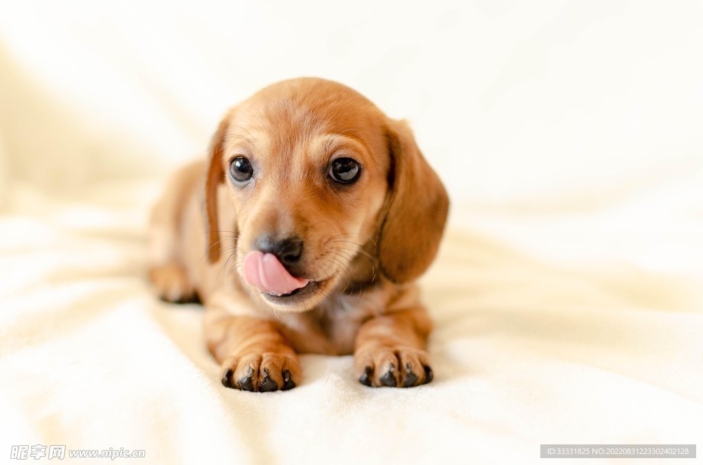 腊肠犬
