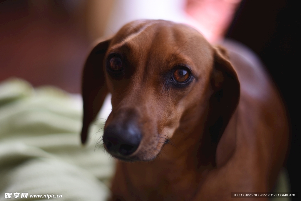 腊肠犬