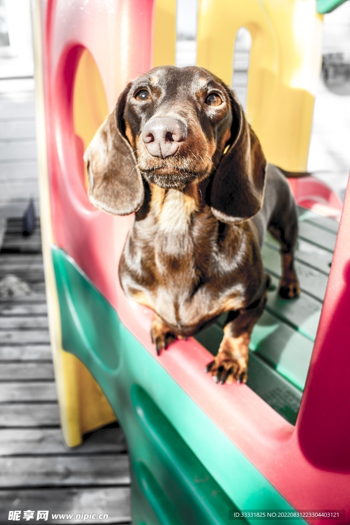 腊肠犬