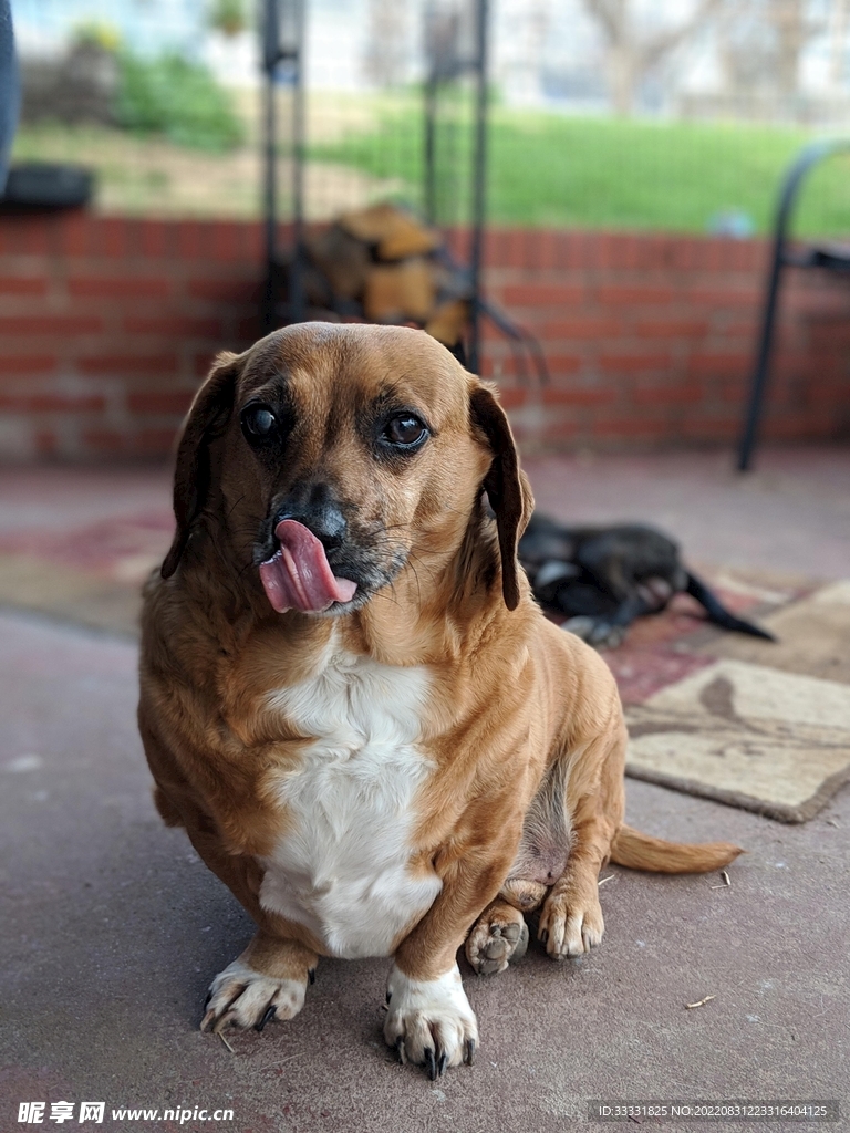 腊肠犬