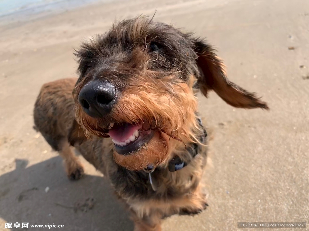 腊肠犬