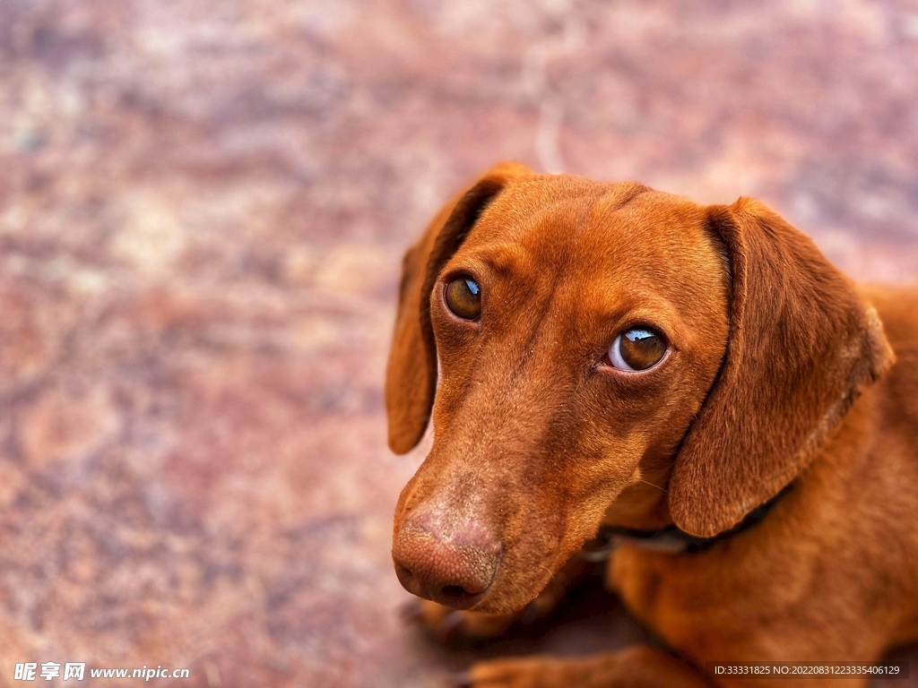 腊肠犬