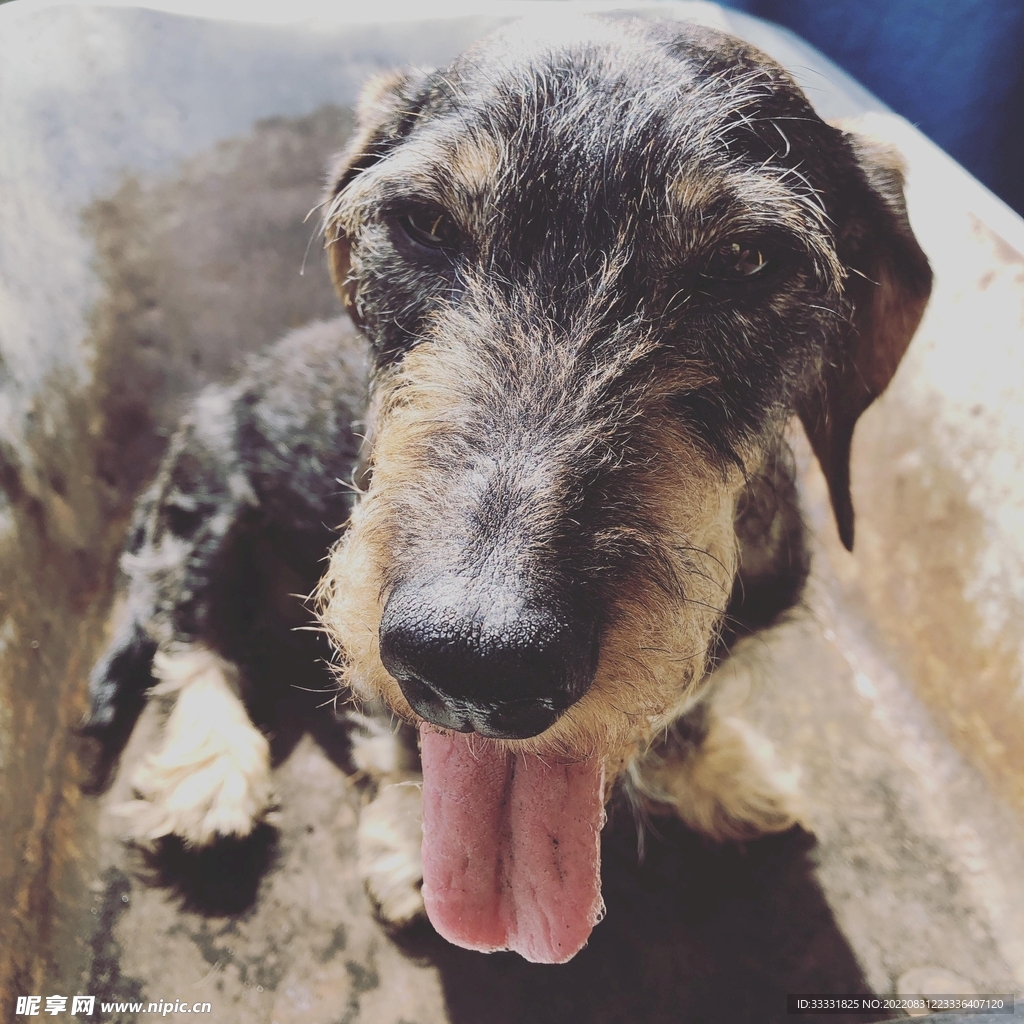 腊肠犬
