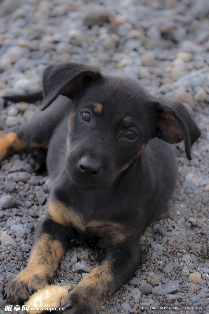 腊肠犬