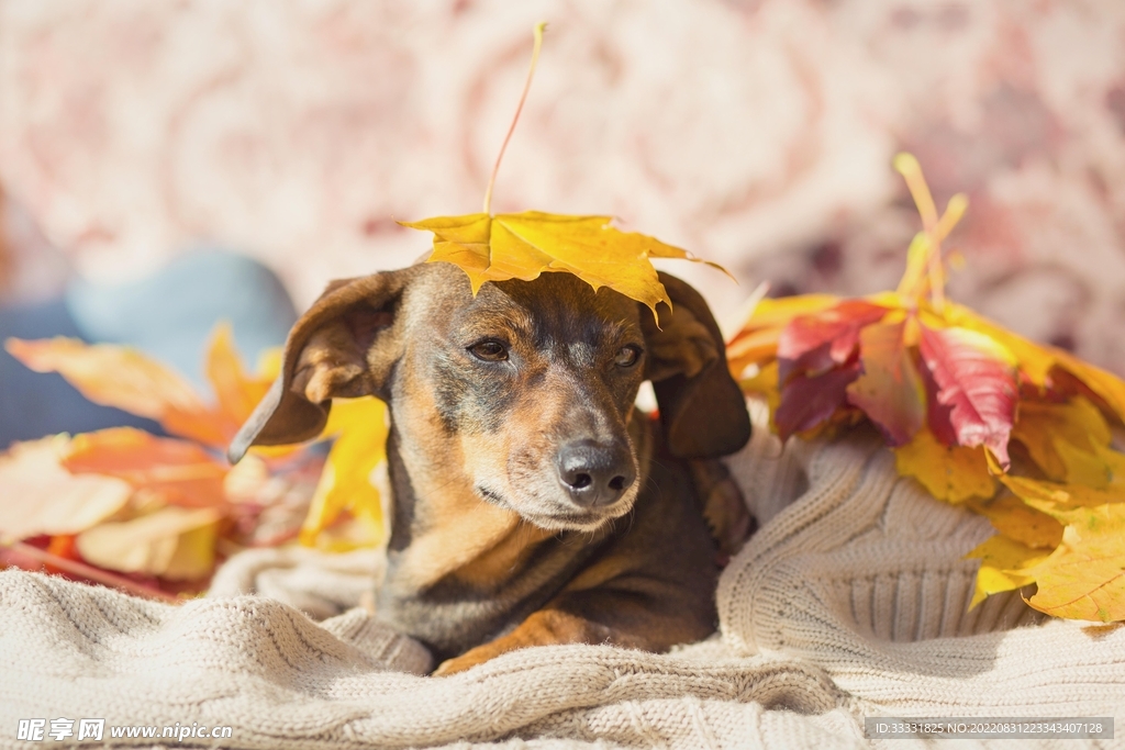 腊肠犬