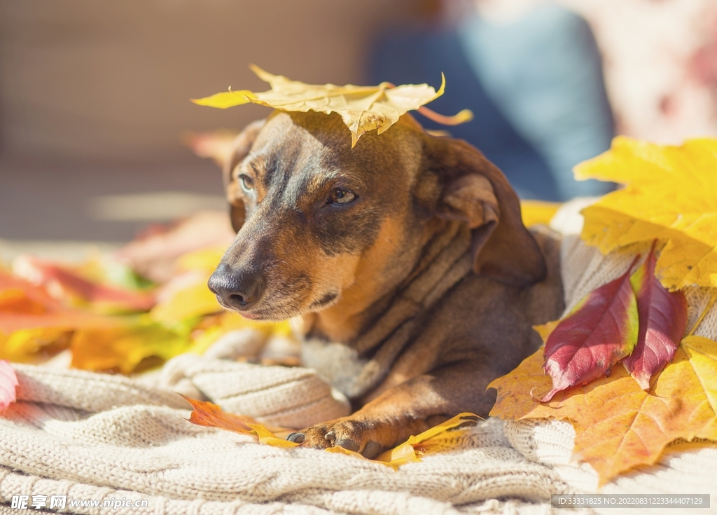 腊肠犬