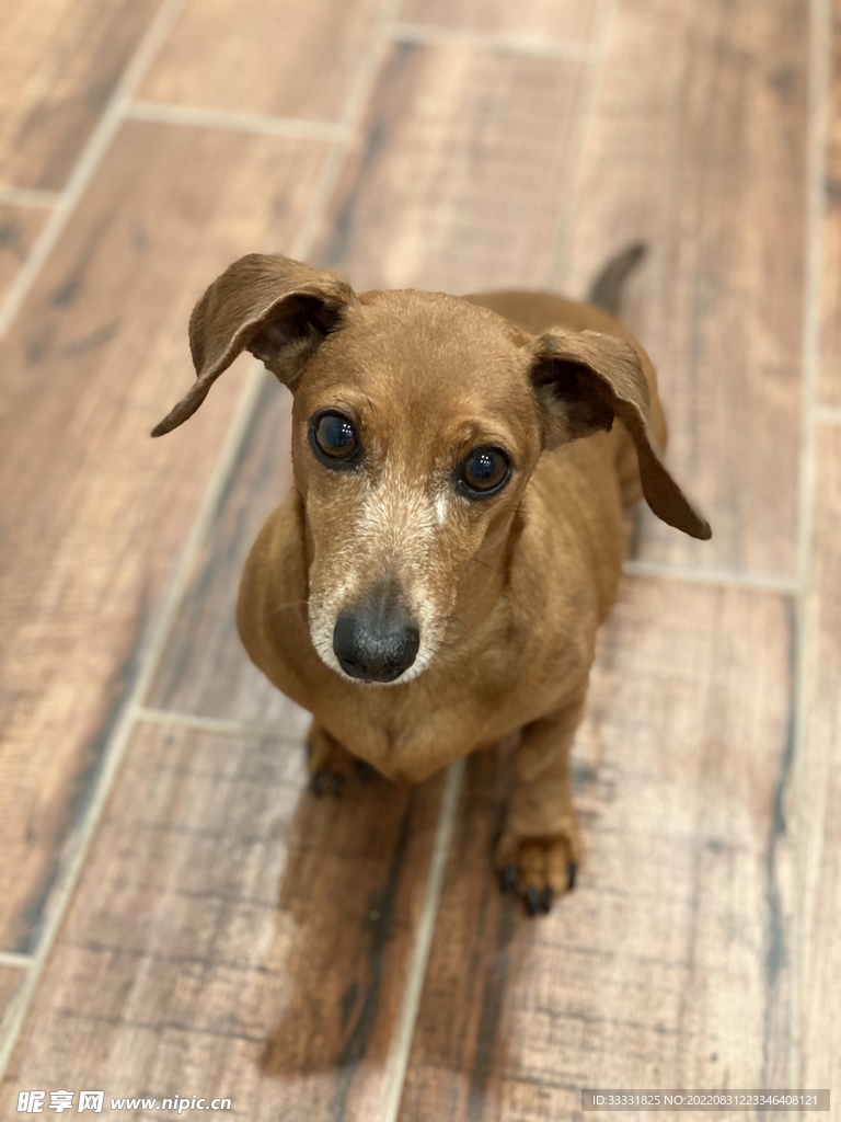 腊肠犬