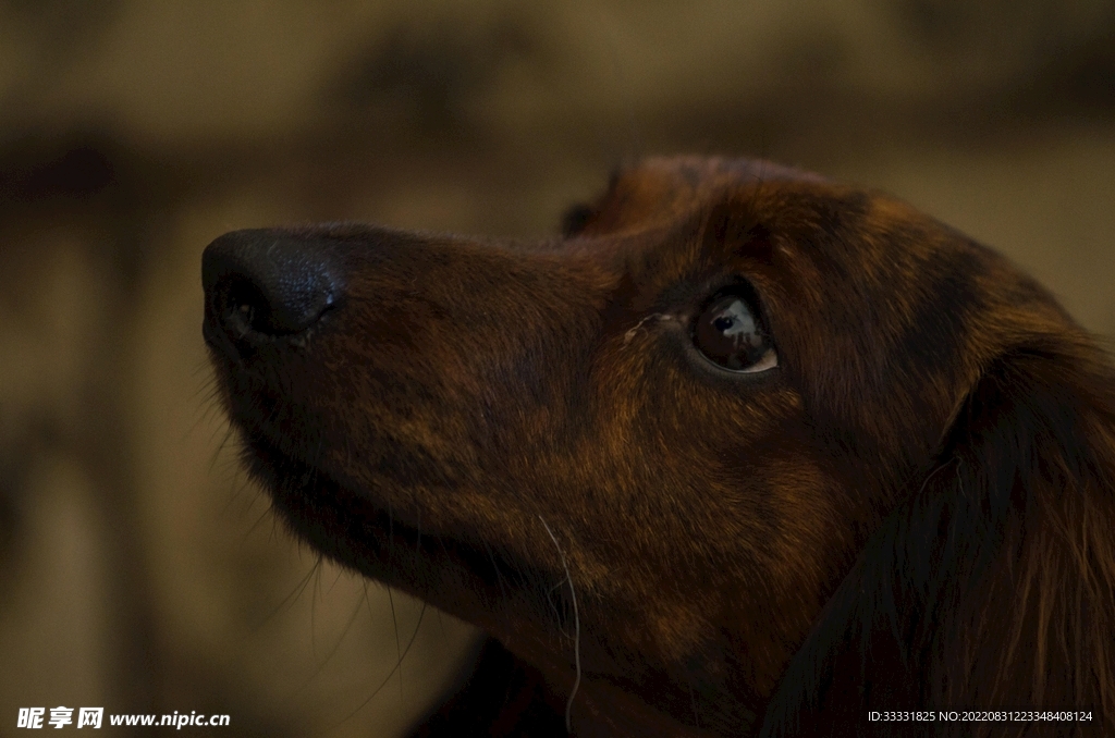 腊肠犬
