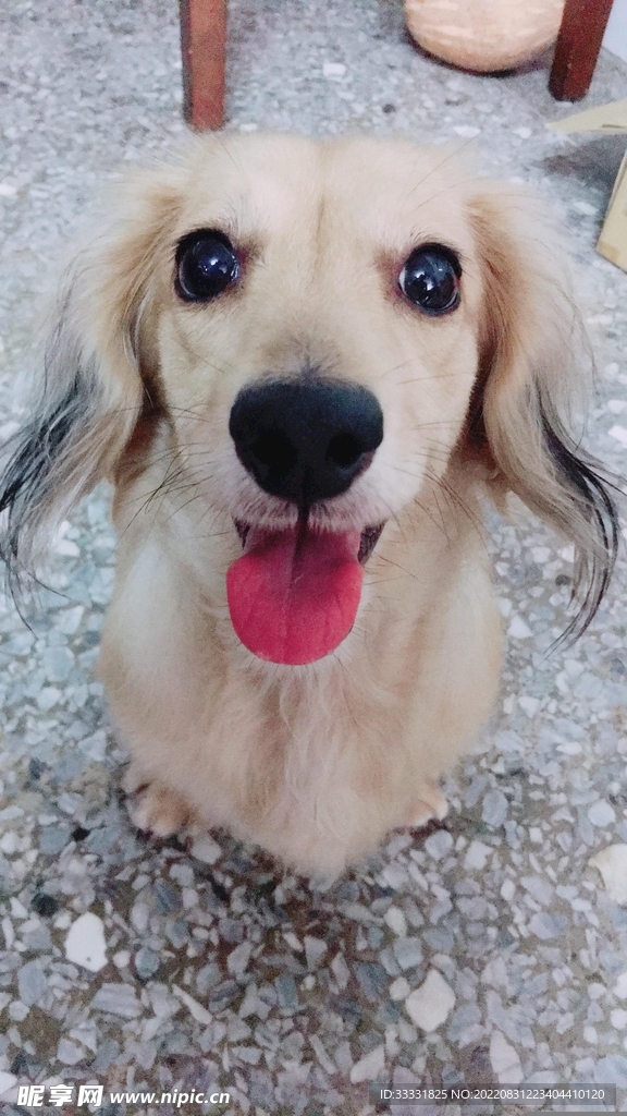 腊肠犬