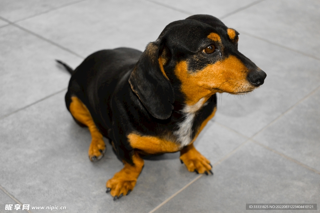 腊肠犬