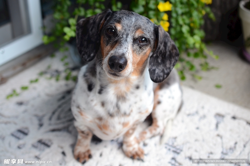 腊肠犬