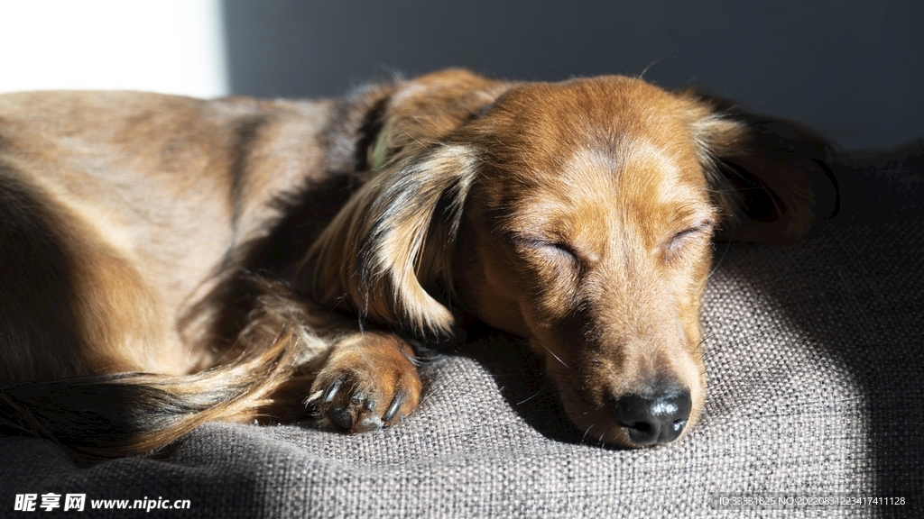 腊肠犬