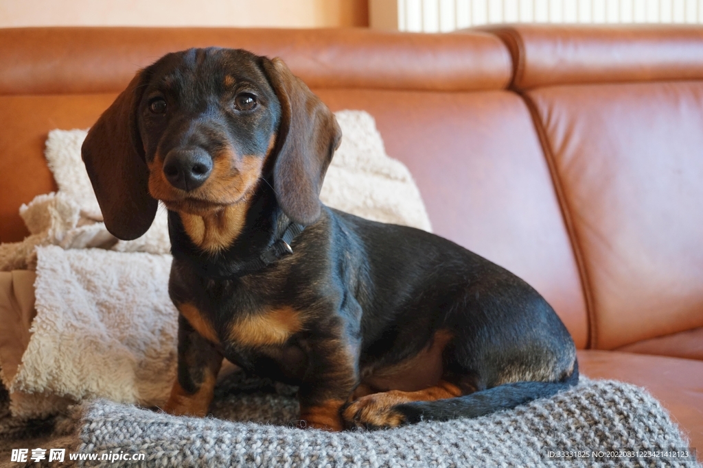 腊肠犬