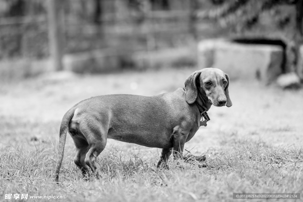 腊肠犬