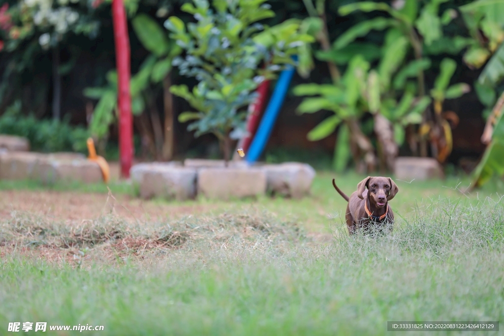 腊肠犬