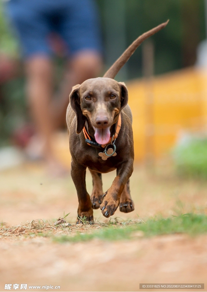 腊肠犬