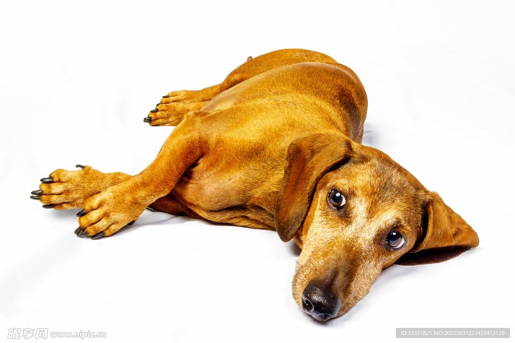 腊肠犬