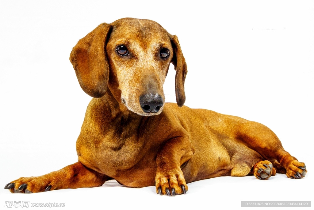 腊肠犬
