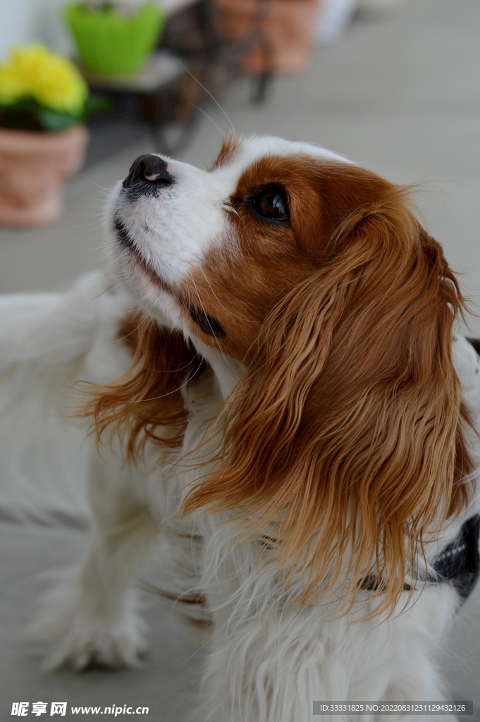 查理士王猎犬