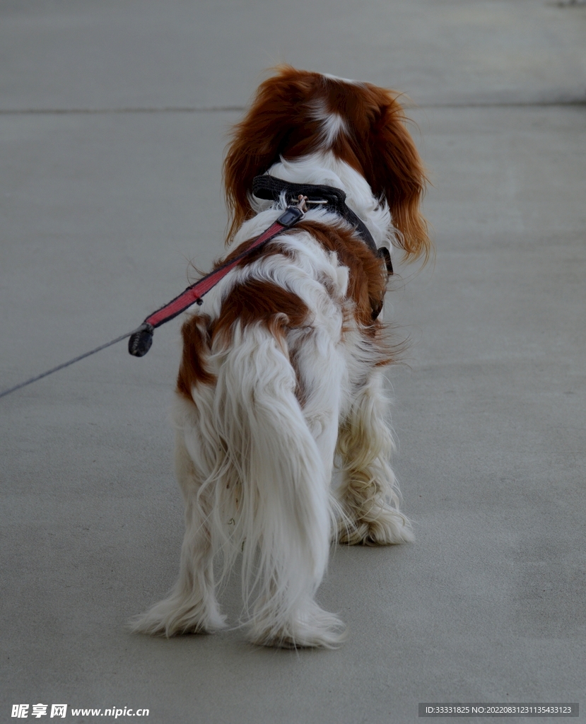 查理士王猎犬