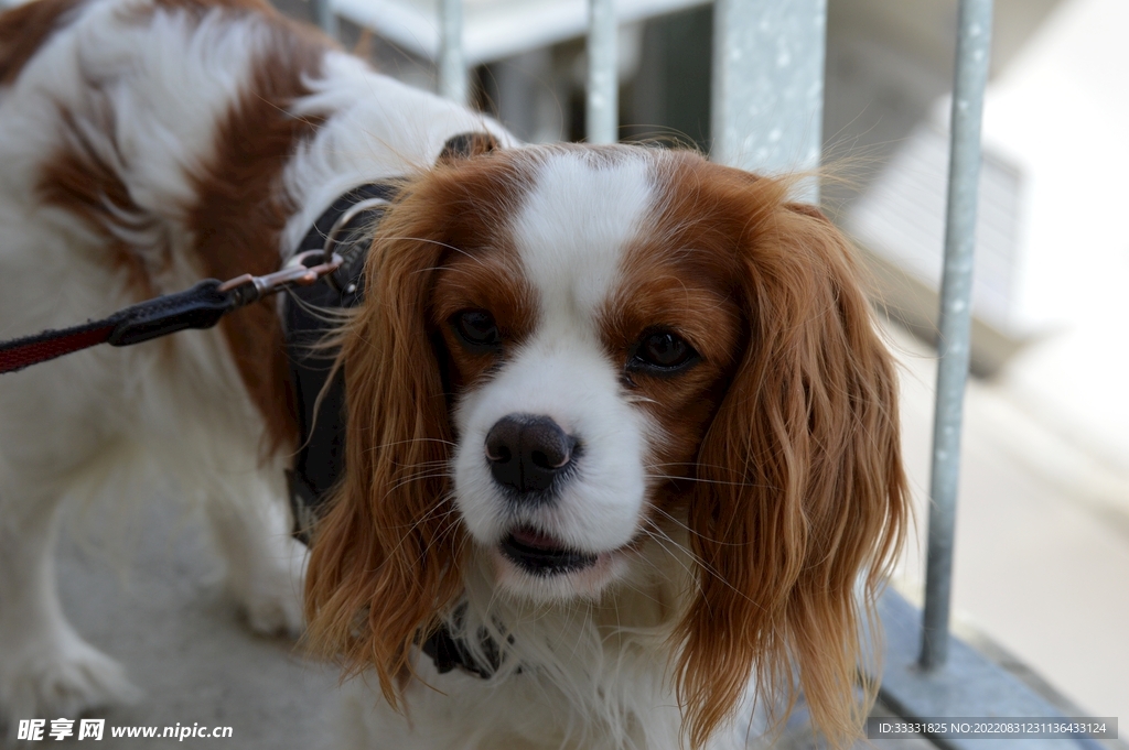 查理士王猎犬