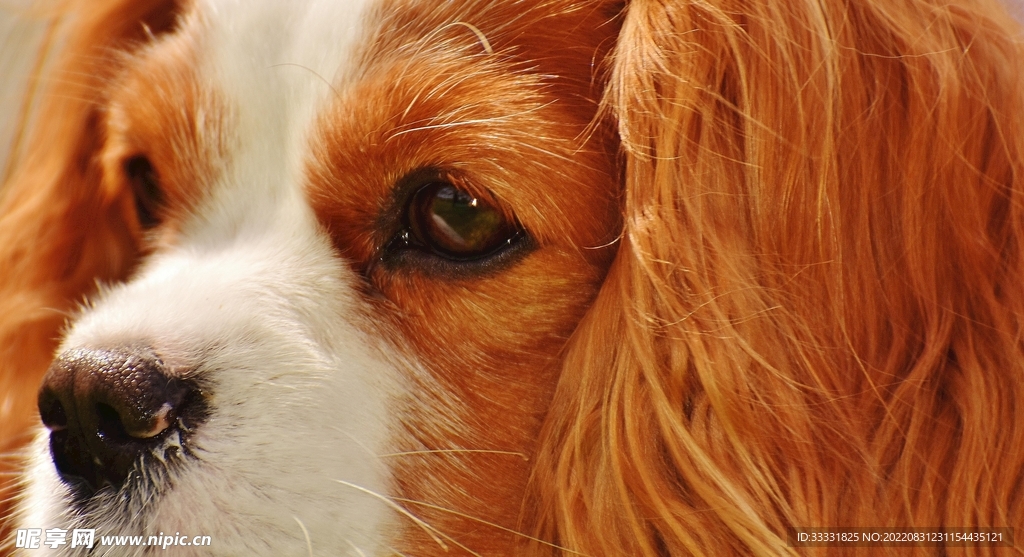 查理士王猎犬