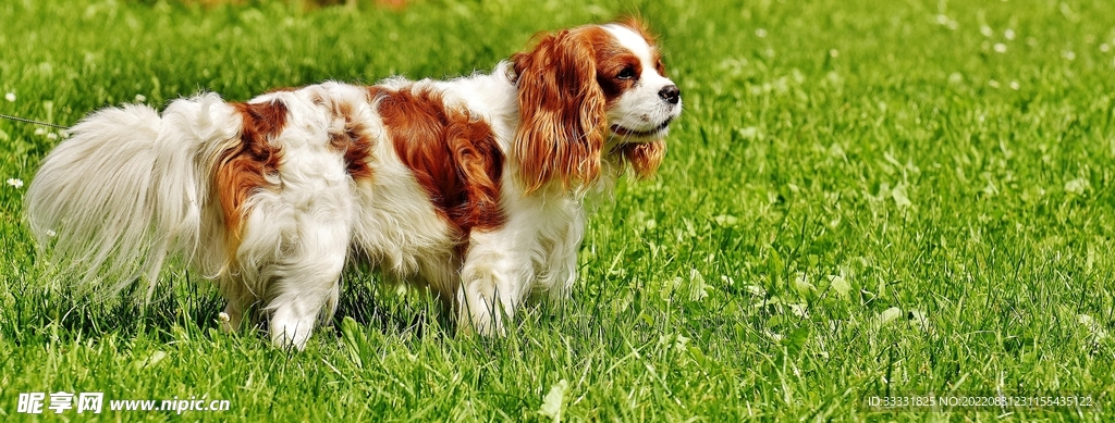 查理士王猎犬