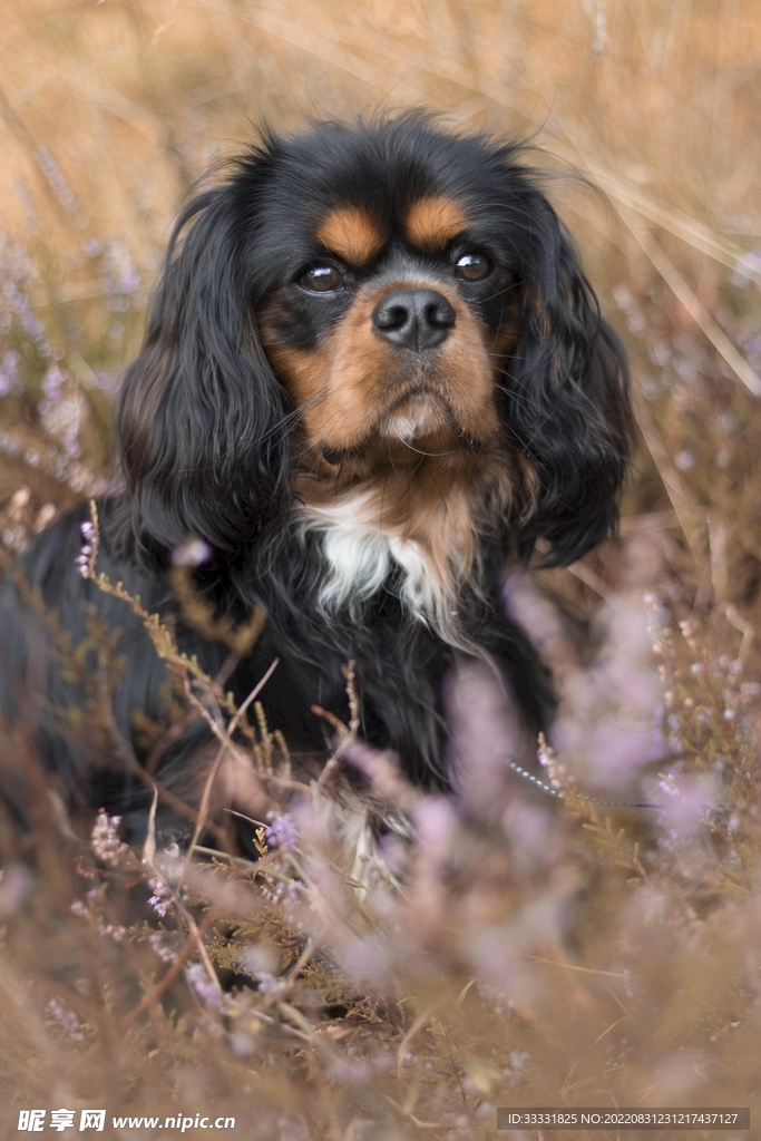 查理士王猎犬