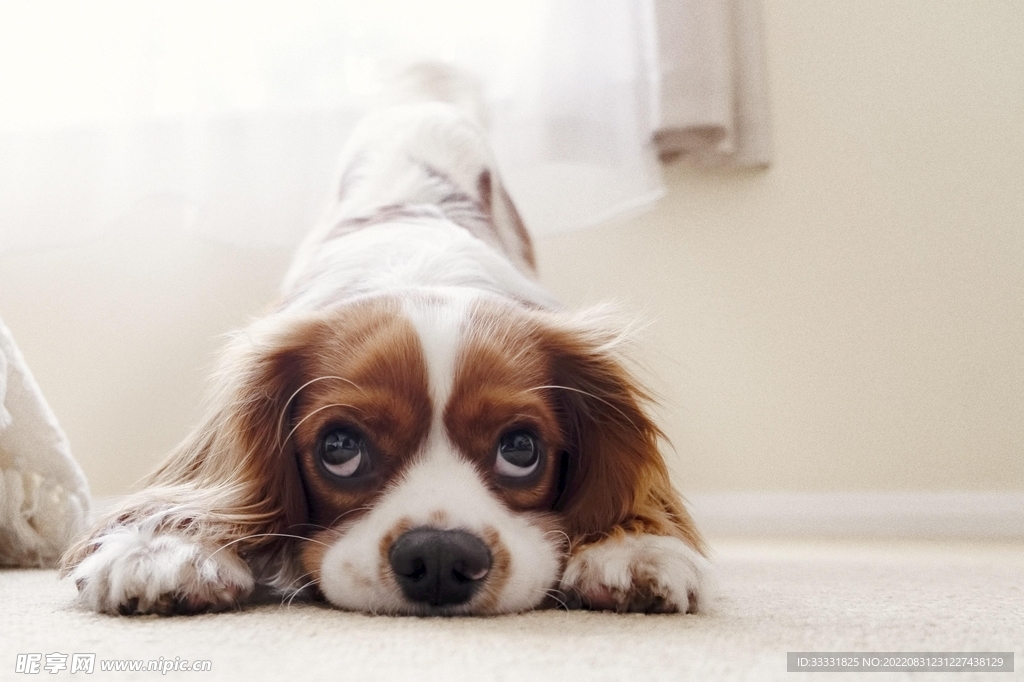 查理士王猎犬