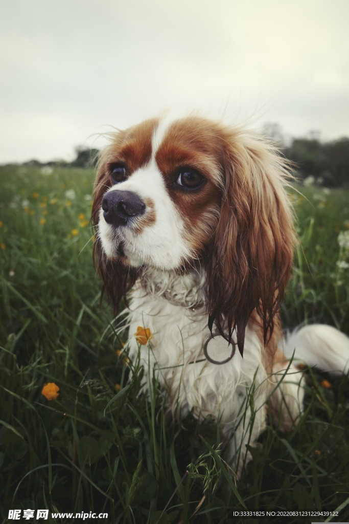 查理士王猎犬