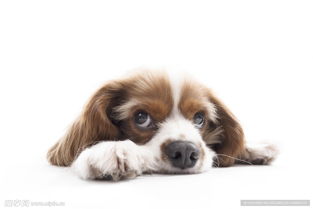 查理士王猎犬