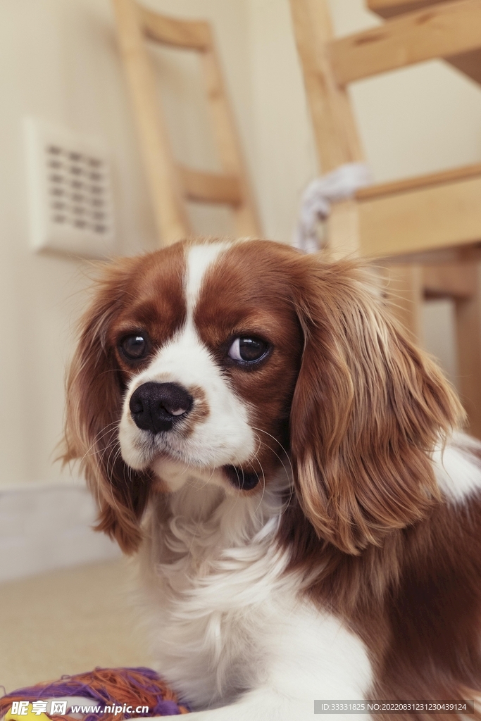 查理士王猎犬