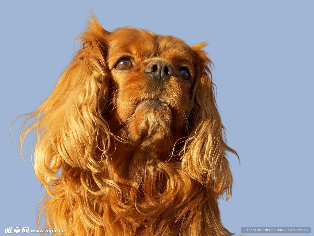 查理士王猎犬