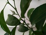 植物图片