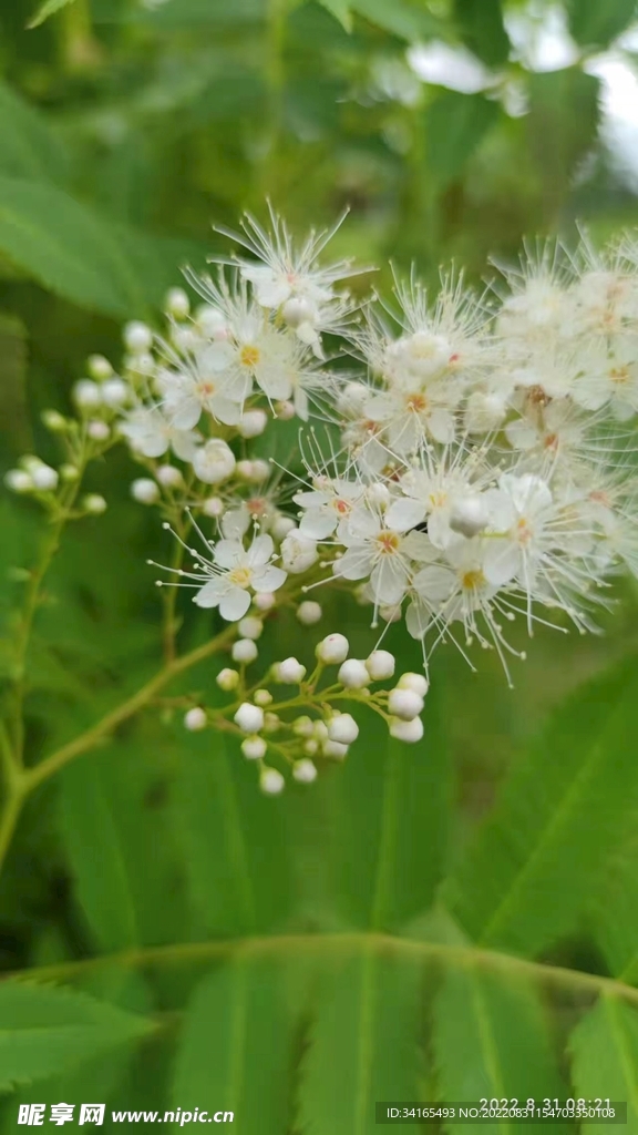 白花