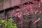 红梅花开
