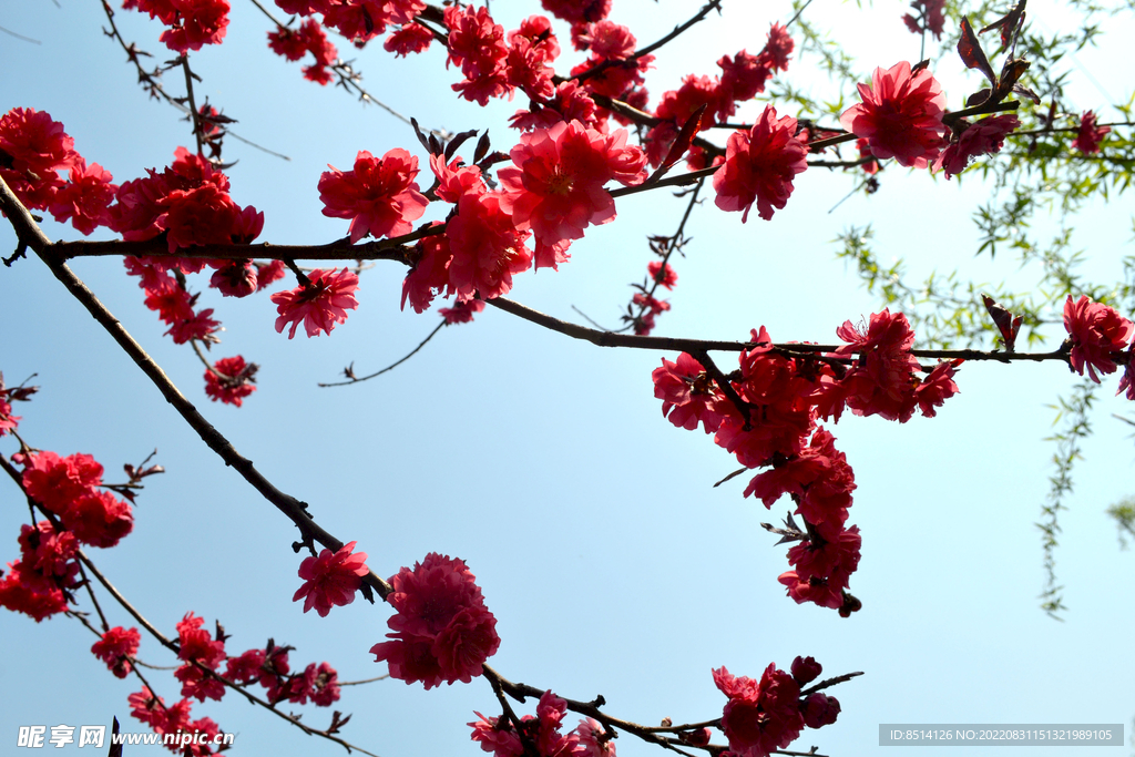 桃花开