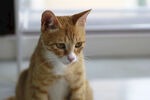 家猫