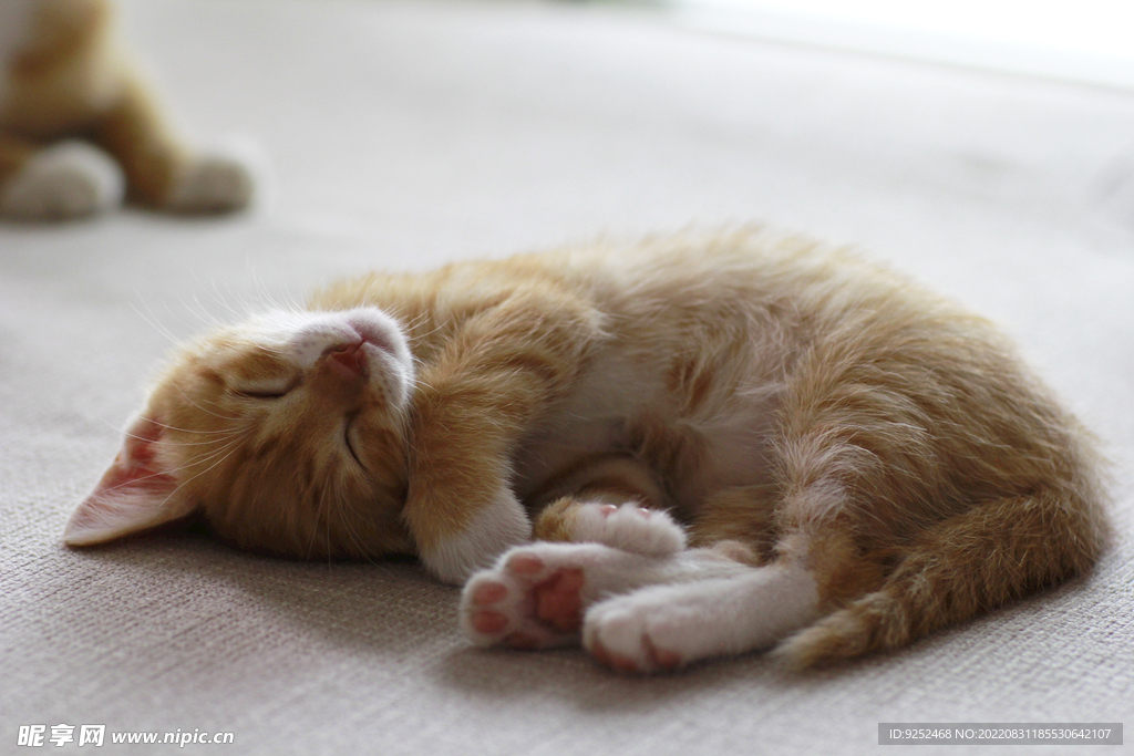 小橘猫睡觉
