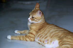 橘子猫