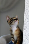 猫咪 