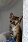小花猫